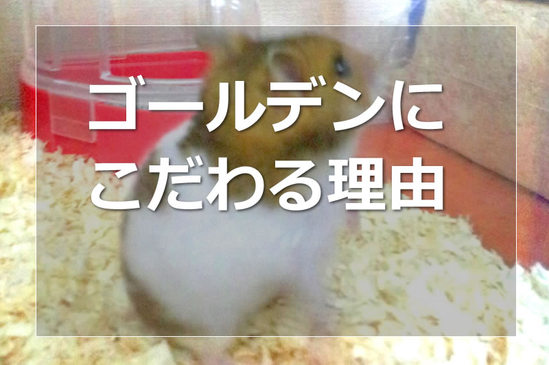 ゴールデンにこだわる理由