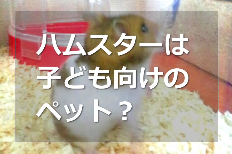 ハムスターは子ども向けのペットかどうか考察