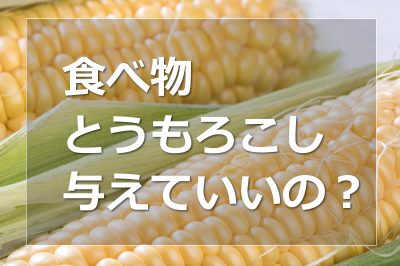 ハムスターに与えるコーン