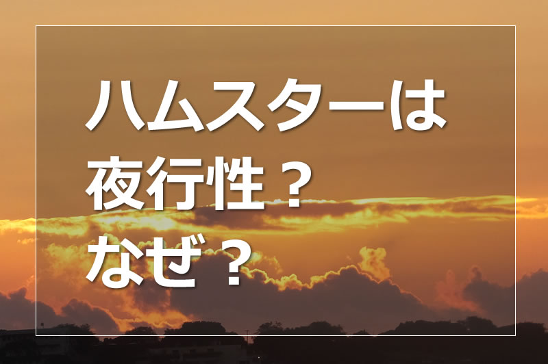 ハムスターは夜行性