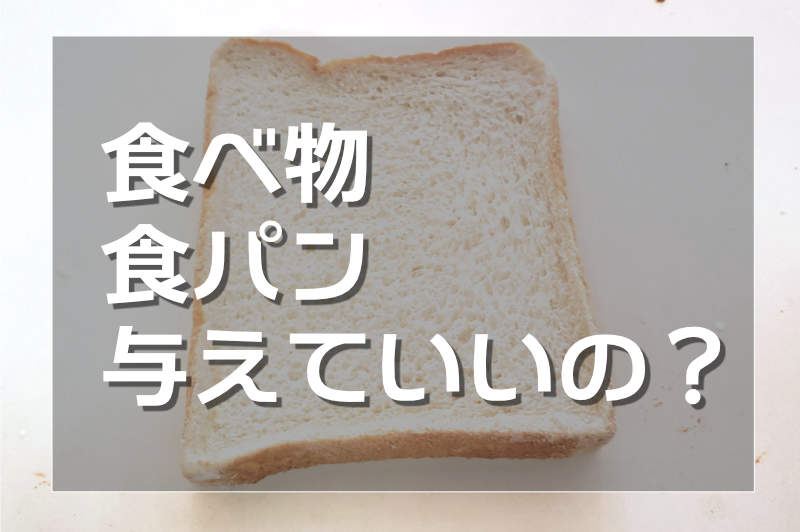 食パンはハムスターに与えて良いか