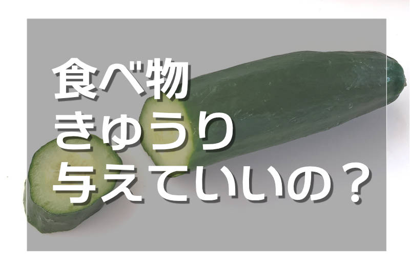 ハムスターにきゅうりは食べさせてOKだけど要注意!栄養効果と与える時の注意点｜ゴールデンハムスターの幸せを願って - Cucumber 000