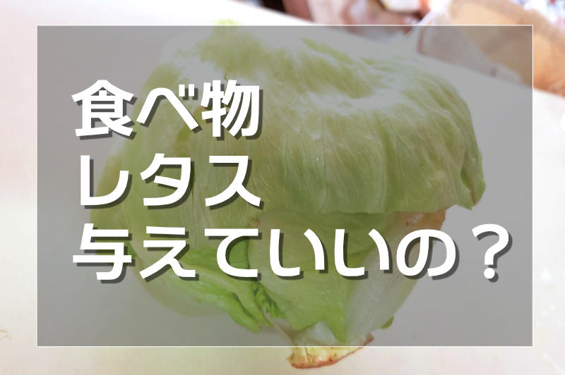 ハムスターにレタス与えて良いのか