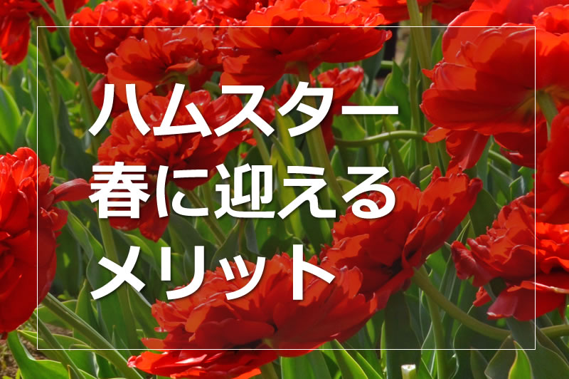 春にハムスターを迎えるメリット