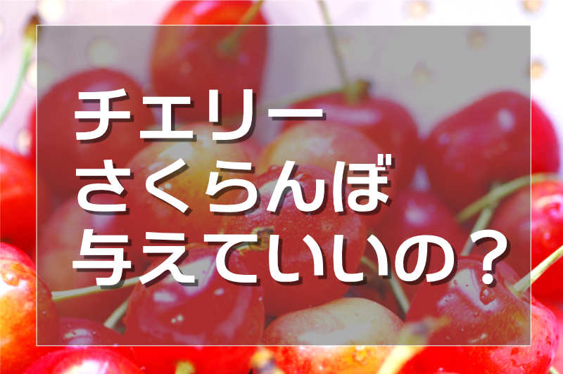 ハムスターにさくらんぼ