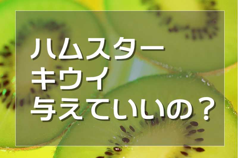 ハムスターにキウイフルーツを与えて良いか