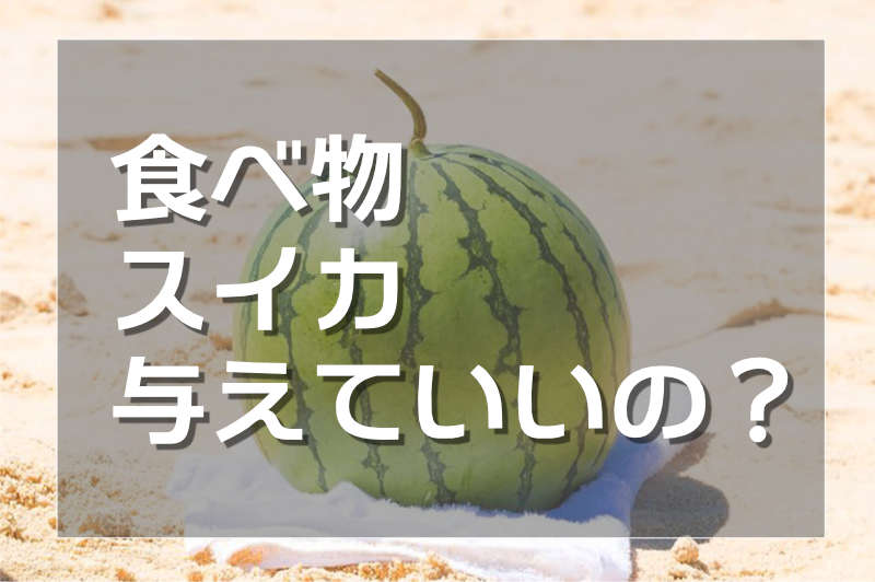 ハムスターにスイカは与えて良いか