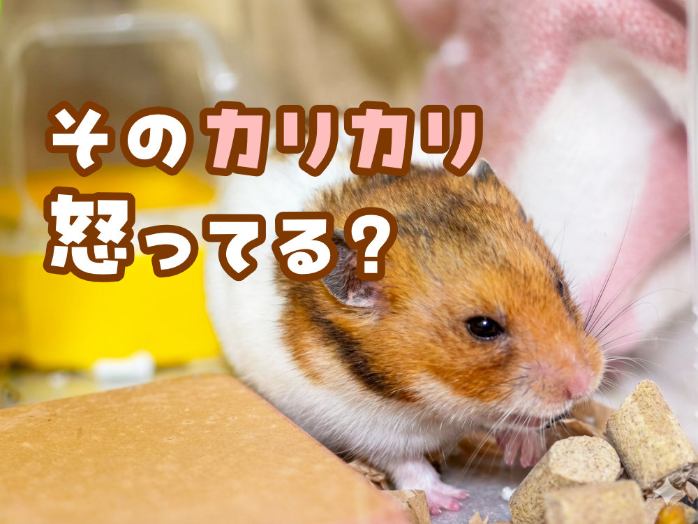 ハムスターがカリカリカチカチ歯を鳴らす理由は怒っている時その対処法
