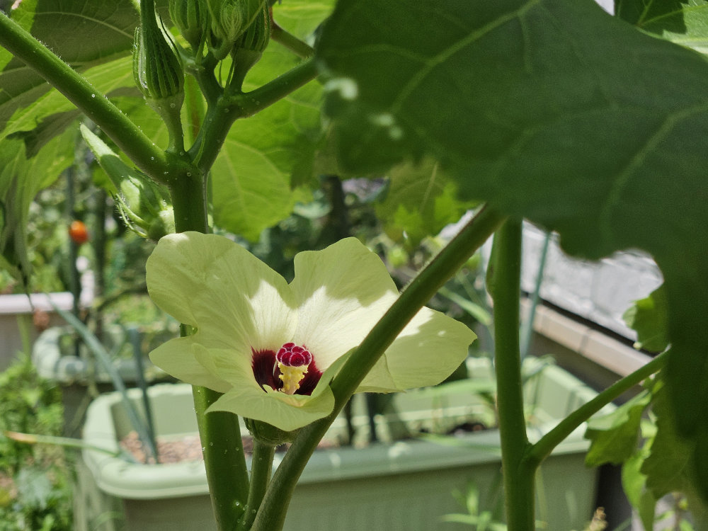 オクラの花